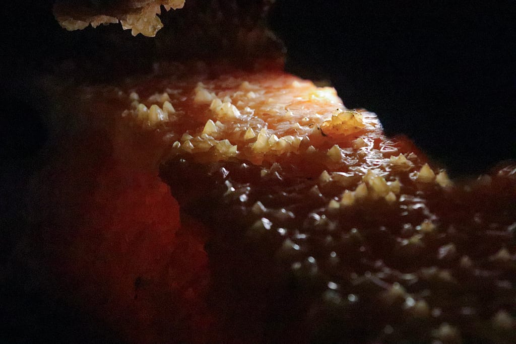 Grotte de Gran Roc crystals
