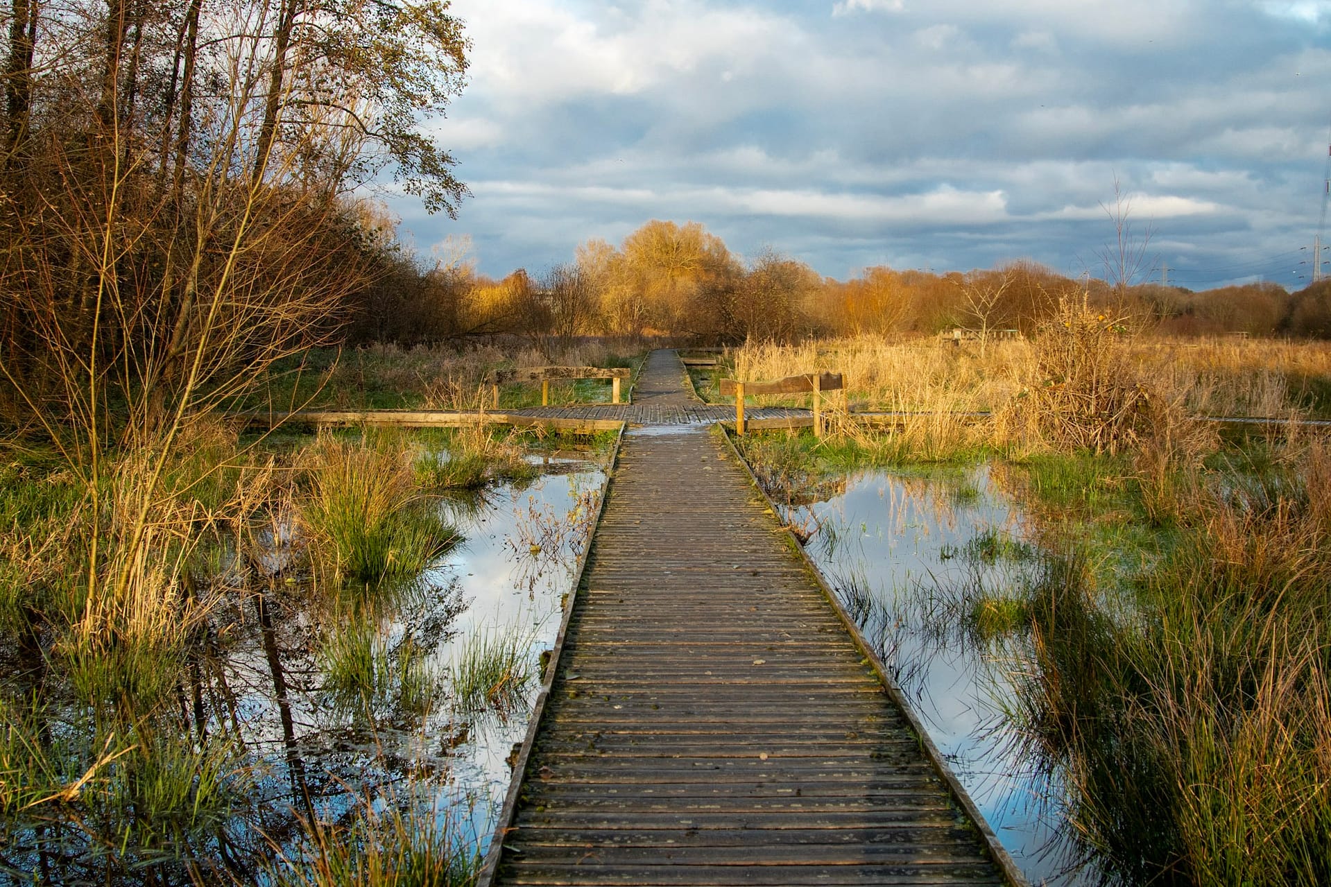 Guildford wetland