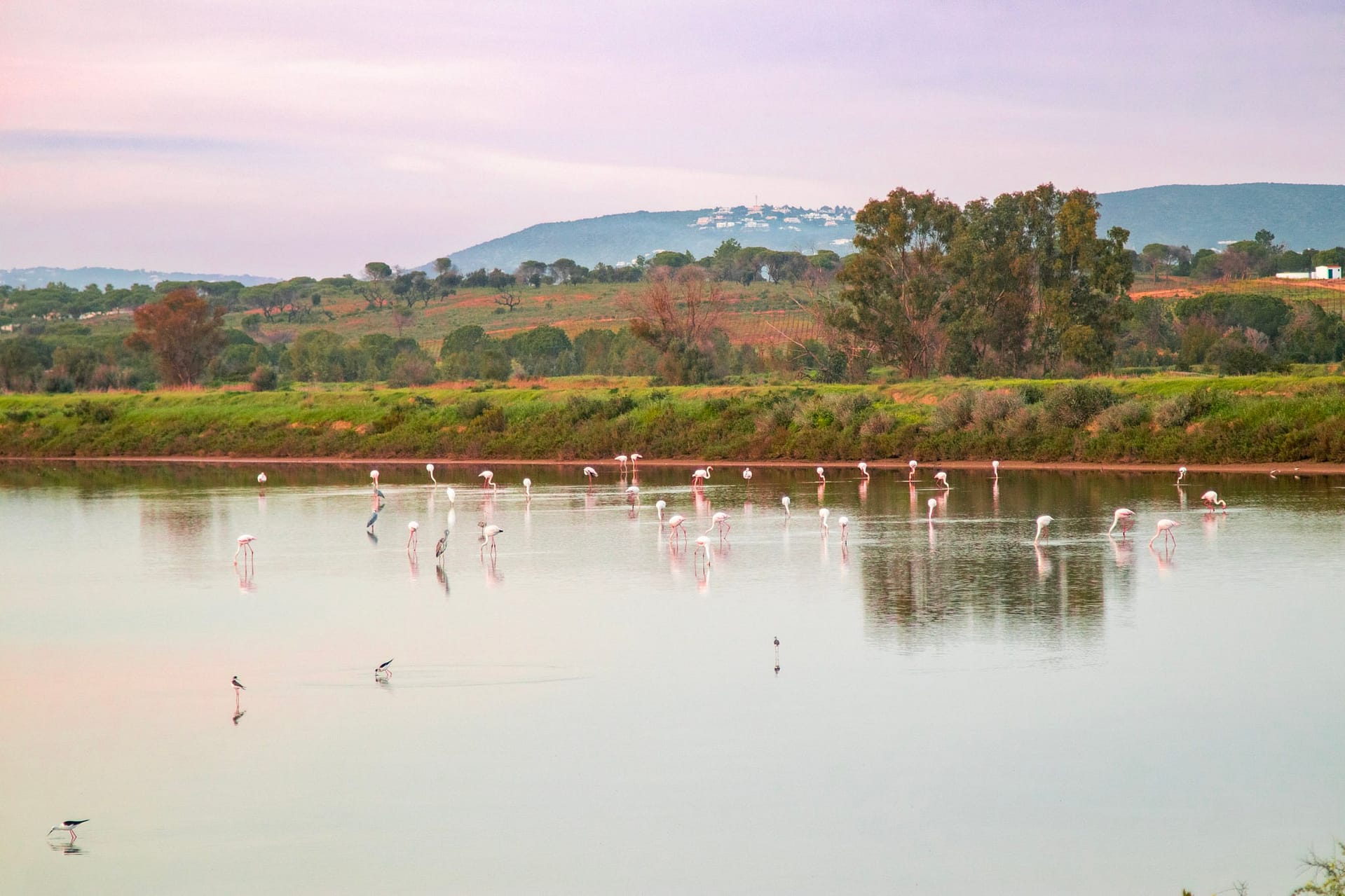 How to spend quality time near Faro Faro flamingos