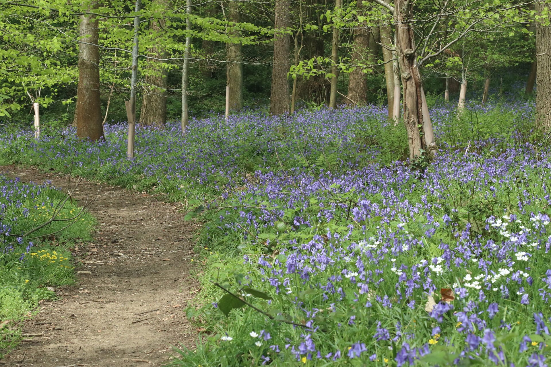 The Fox Way long distance trail Bluebell carpeted forest floor