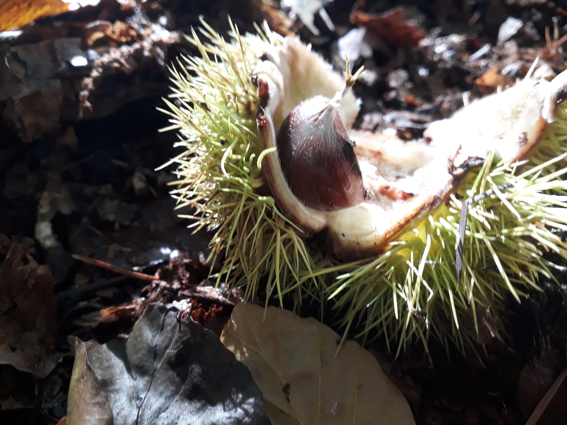 open sweet chestnut